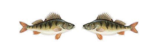Fishing angling european perch - angling,