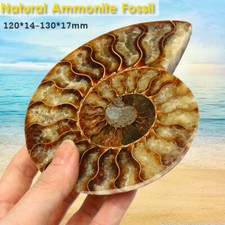 Natural Ammonite Fossil Sea
