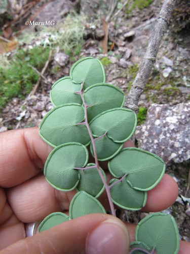 Pellaea cordifolia fern - pellaea,
