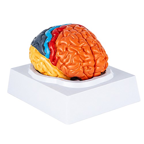 Brain anatomy model for - anatomy,