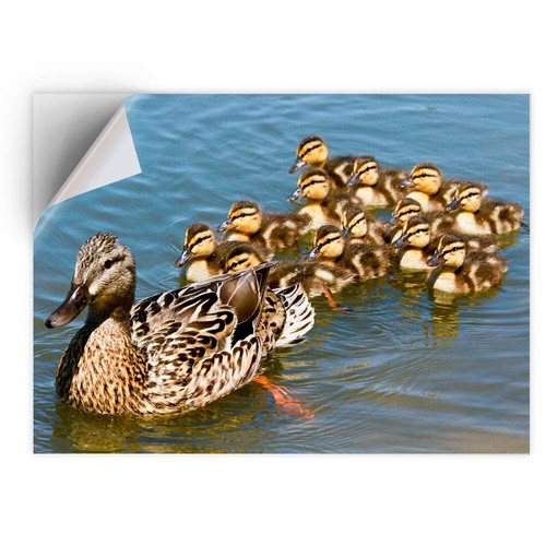 Vinyl sticker mallard duck - 1x,
