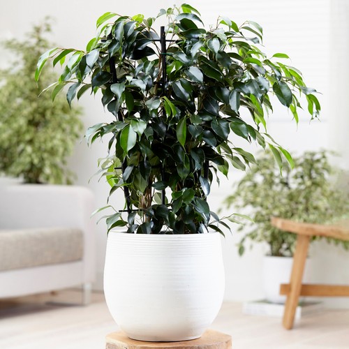 Ficus benjamina danielle - ficus,