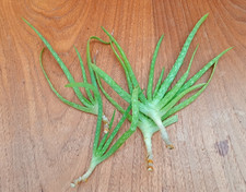 Aloe Vera Plant Houseplant Cuttings roots