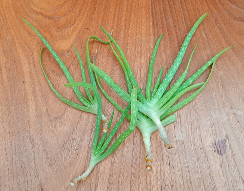 Aloe vera plant houseplant - aloe,