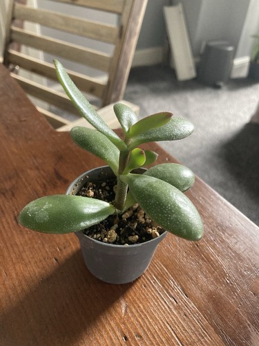 Rooted jade cutting - jade,
