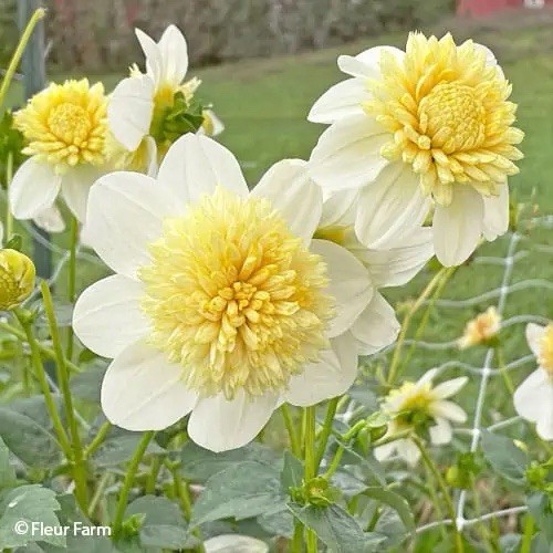 Dahlia platinum blonde plant - dahlia,