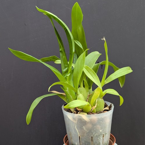 Cymbidium orchid dwarf noid - dwarf,