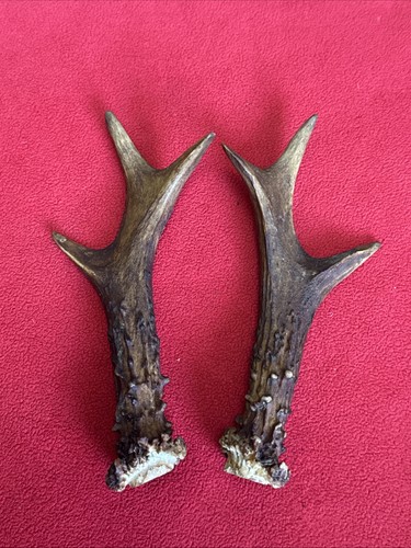 Pair roe deer antlers - of,