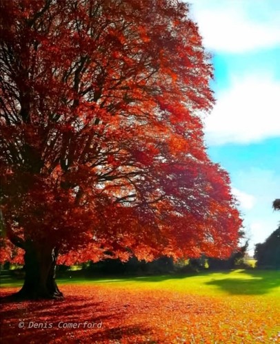 Copper beech purple - copper,