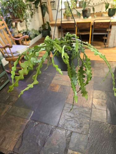 Fishbone cactus epiphyllum - fishbone,