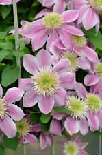 Clematis 'Empress' 