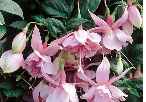 Fuchsia pink galore - fuchsia,