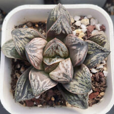 6CM Succulent Plant Haworthia