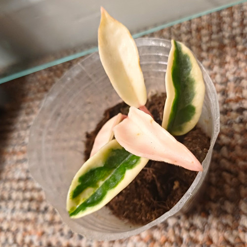 Hoya rare krinkle albo - 8,