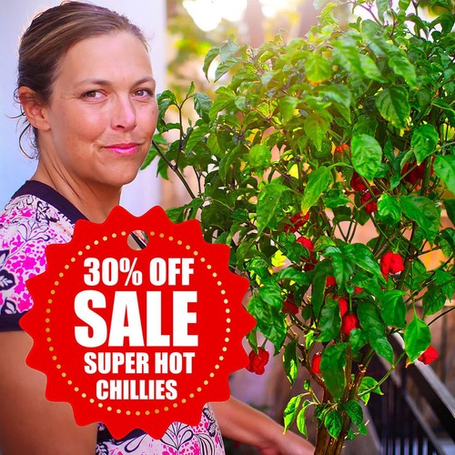 Sale superhot chilli plug - on,