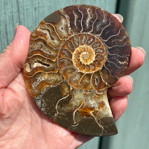 Ammonite fossil pair - pair, (2)