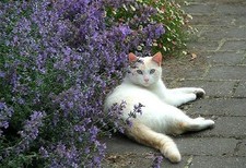 50 NEPETA CAT MINT SEEDS, DROUGHT TOLERANT PLANT, UK GROWN SEEDS