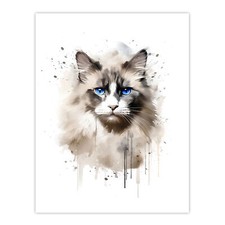 Grey Point Ragdoll Cat Blue