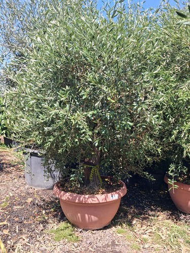 Olive tree standard approx - approx, 9ft