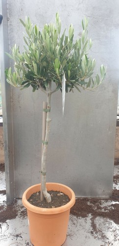 Olive tree standard - tree,