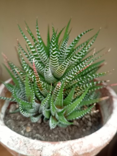 Haworthiopsis attenuata - ,
