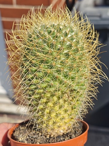 Mammillaria pringlei - mammillaria,