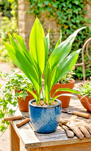 Live dwarf aspidistra tiny - dwarf, "tiny