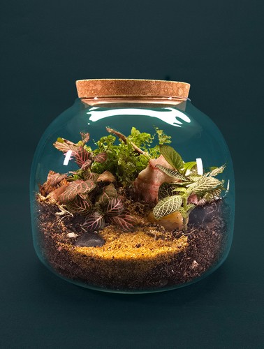 Full terrarium kit with plants - terrarium,