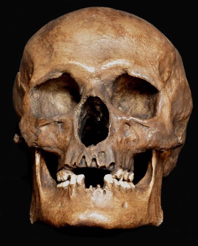 Human skull replica - skull,