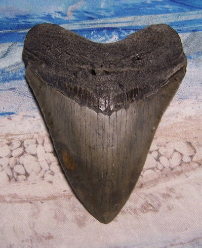 Megalodon shark tooth - tooth, 4