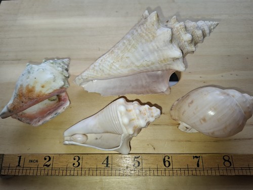 Four vintage sea shells from - sea,