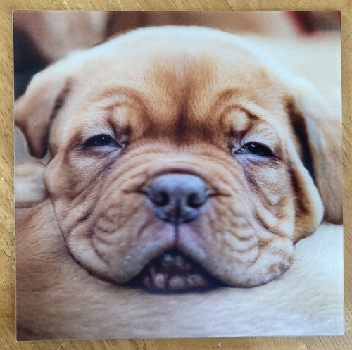 Puppy dog 3d holographic - dog’,