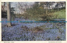 R654329 Blue Bell Time