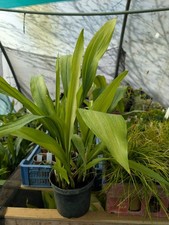 Aspidistra elatior 'Lennon's