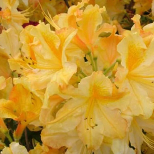 Rhododendron mollis wryneck - ,