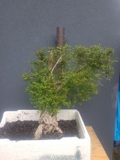 Lonicera Bonsai Tree Yamadori