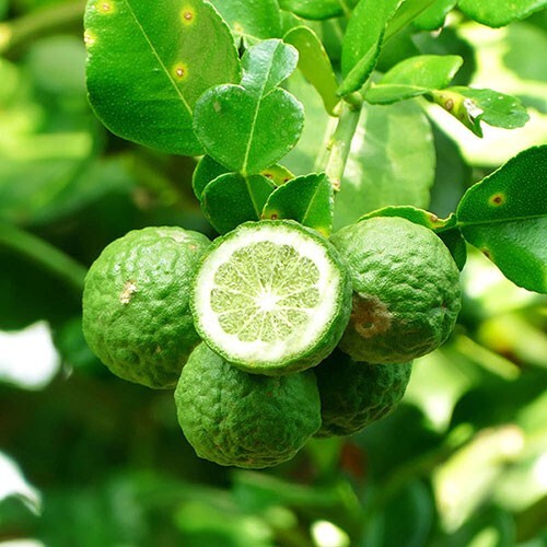 Citrus kaffir lime tree - lime, thai