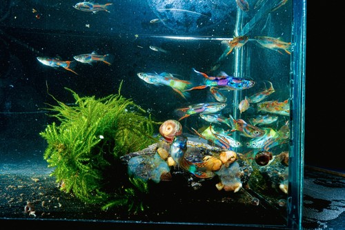 Java moss carpeting live - moss,