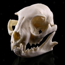 Realistic Cat Skull Replica