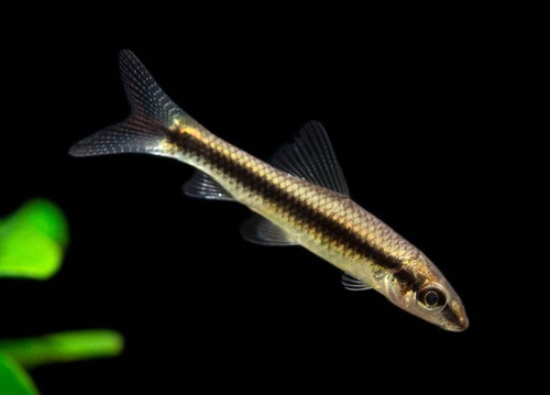 Siamese algae eater - siamese,