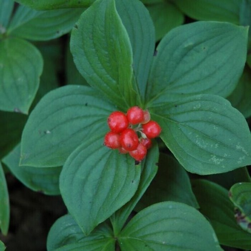 Cornus canadensis creeping - canadensis,