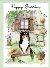 Shetland Sheepdog / Sheltie