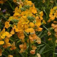 Erysimum Cheers™ Florange