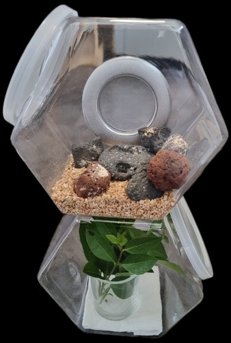Insect micro habitat rearing - insect,