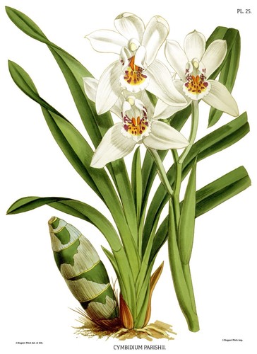 John nugent fitch cymbidium - fitch, -cymbidium