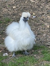 6 x White Silkie & Paint & Gold  Bantam Feeder Drinker