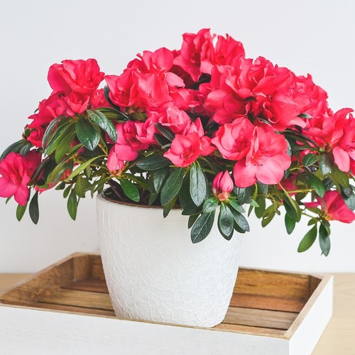 Azalea dwarf red hardy - azalea,