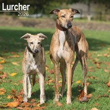Lurcher Calendar 2026 - Dogs -