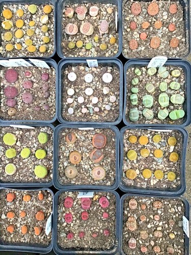 Lithops seeds 2026 15 - seeds,