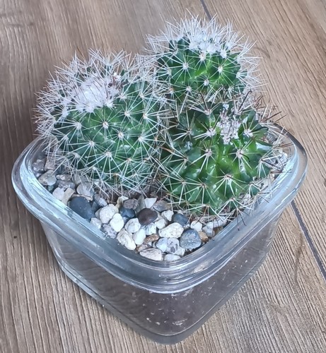Mammillaria cactus houseplant